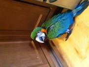 синий и золотой ара попугаи доступно